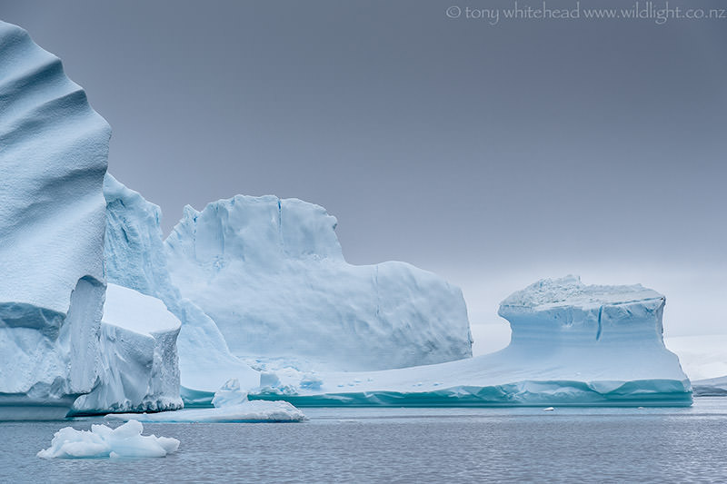 Reflecting on Antarctica - WildLight Photography