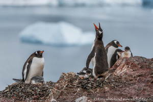 Reflecting on Antarctica