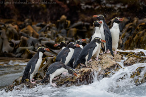 Subantarctic Expedition