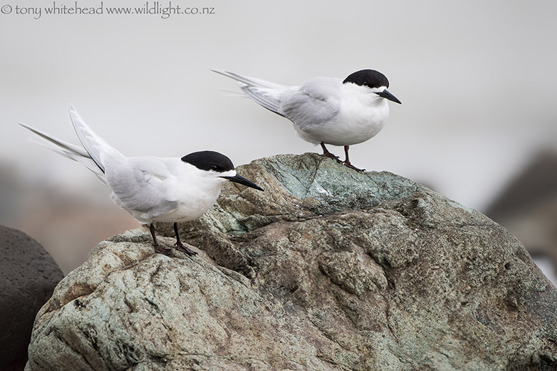 Focus stacking for bird photography revisited