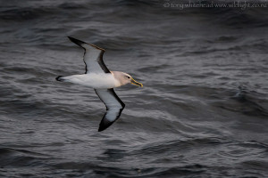 Foveaux Strait