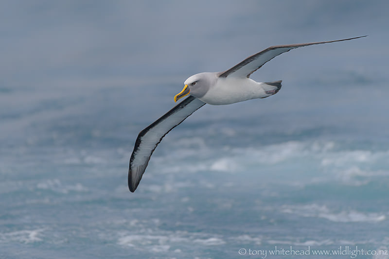 Snares to Enderby Island