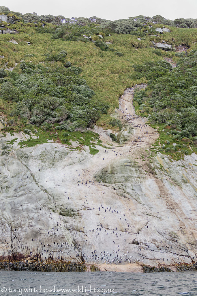 Penguin Slide showing the gap in the kelp and the polished path up to the forest