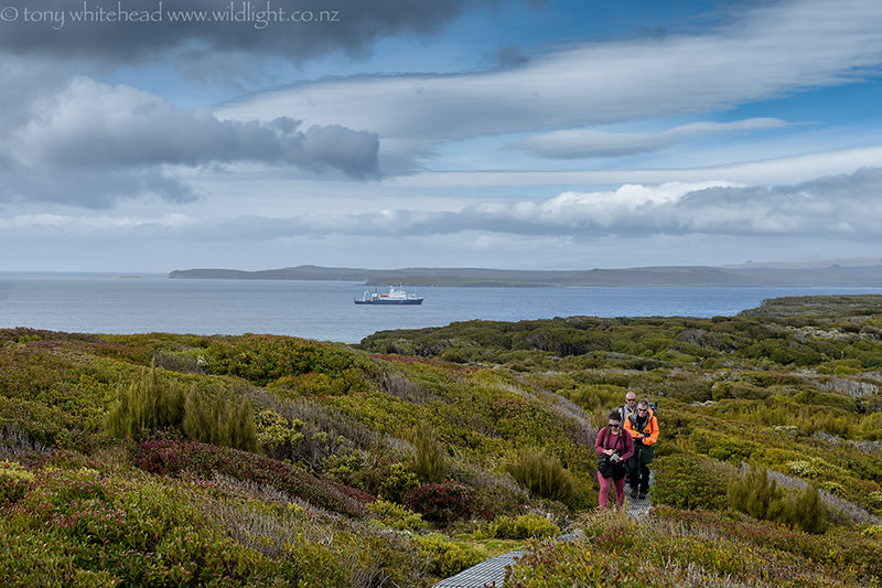 Enderby Island Boardwalk