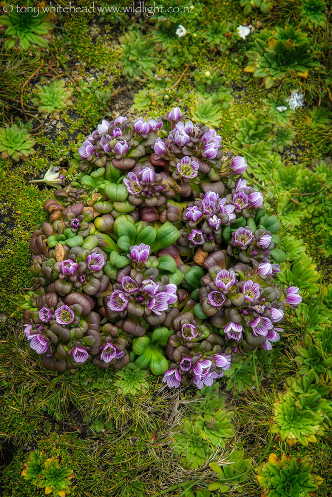 Gentian