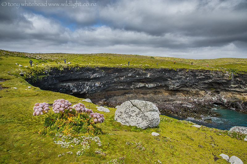 Enderby Island hike –  North shore