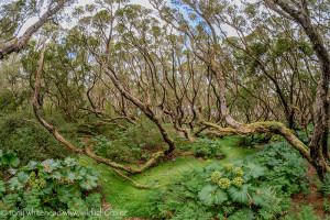 Enderby Island – Southern Rata Forest