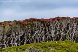 Enderby Island hike – East shore