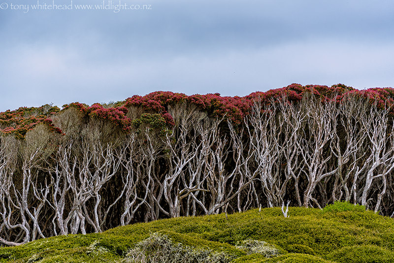 Enderby Island hike – East shore