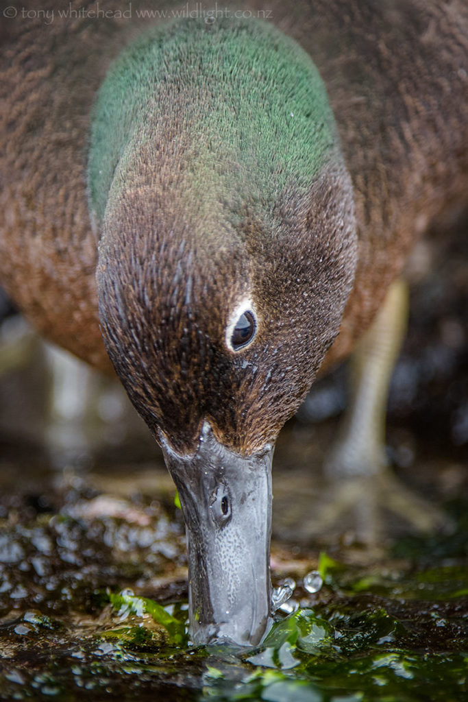 Unconcerned by my presence the teal walked right up to me,