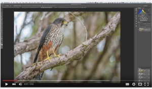 Nik Tonal Contrast – optimising wildlife images. A video tutorial