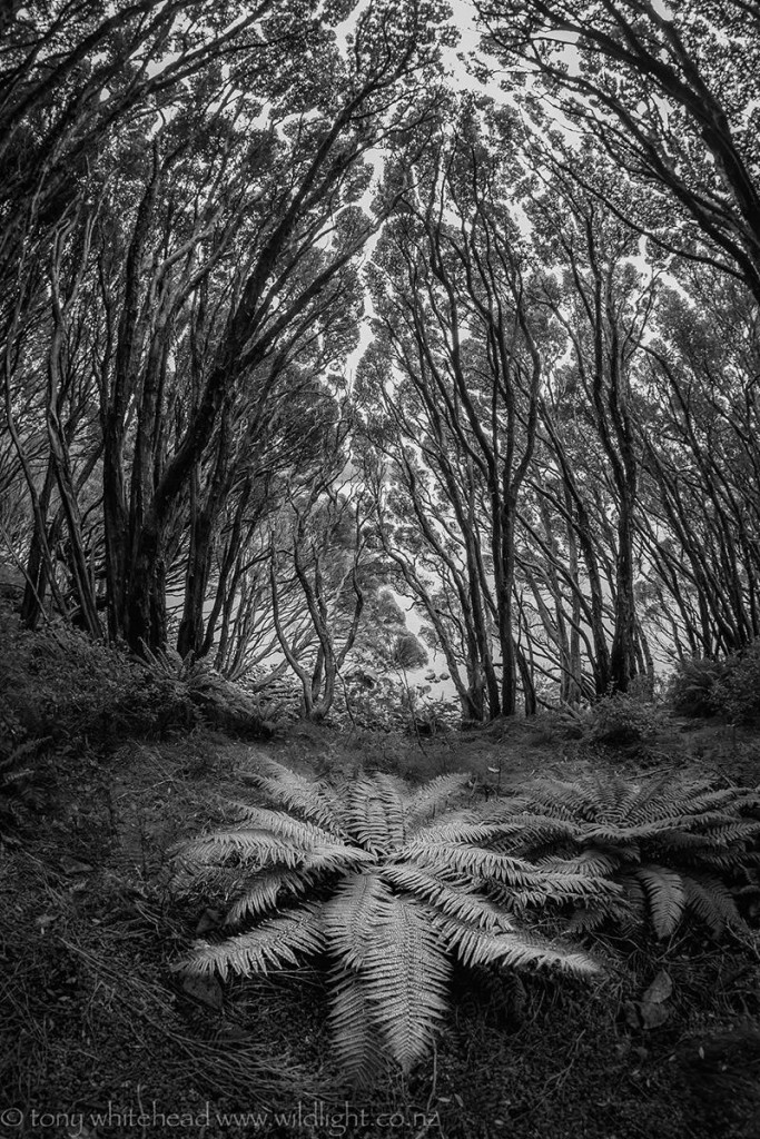 Ferns reclaiming the streets beneath the up stretched arms of Southern Rata