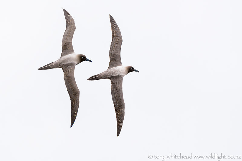 Enderby Island hike – South shore