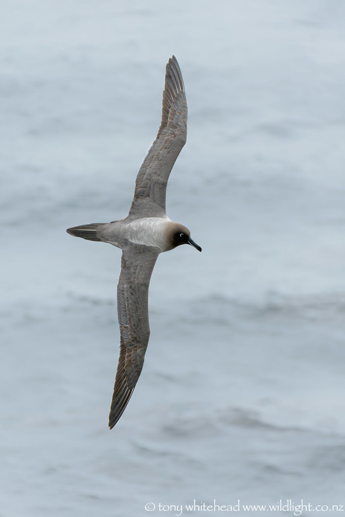 Light-mantled Albatross