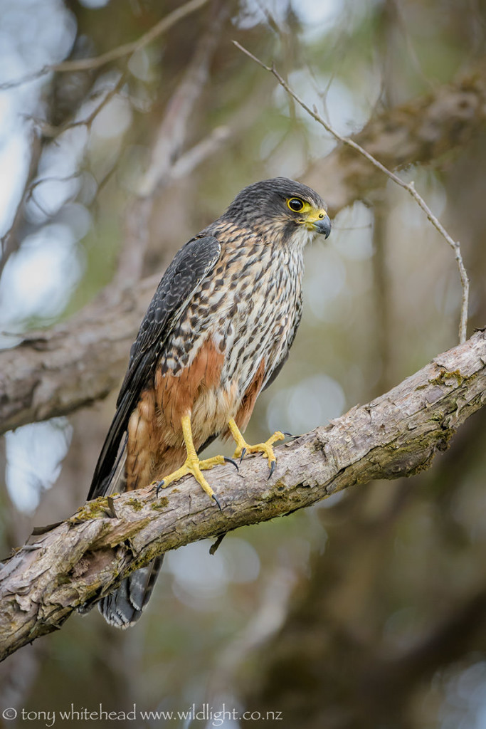 NZ Falcon