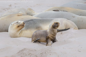 New Zealand Sea Lions – Enderby Island