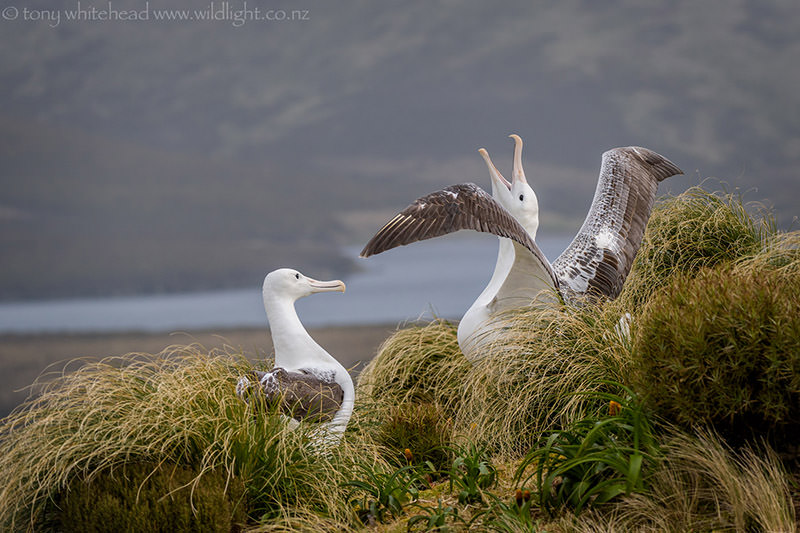 New Zealand Subantarctic Islands Master Post