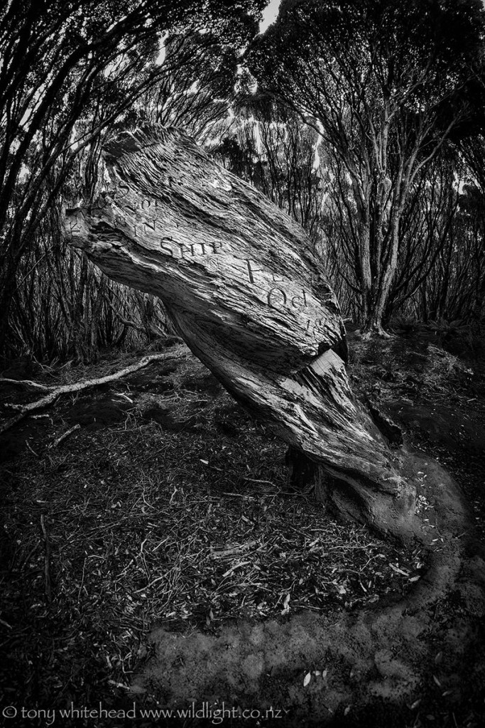 Victoria tree with part of the inscription still visible