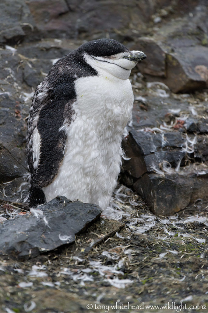 Moulting Chinstrap Penguin, Livingston Island, South Shetlands