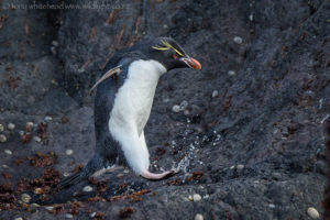 Eastern Rockhopper Penguins