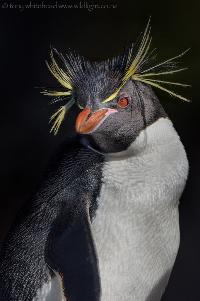 Eastern Rockhopper showing flamboyant crest and red eye