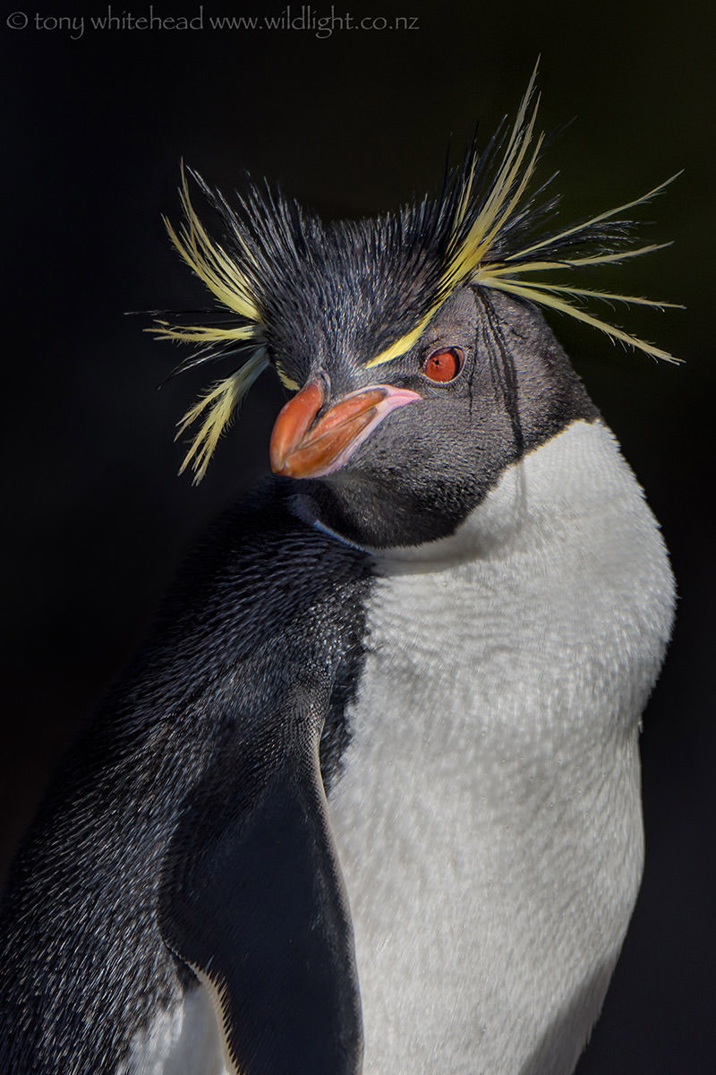 Eastern Rockhopper Penguins WildLight Photography