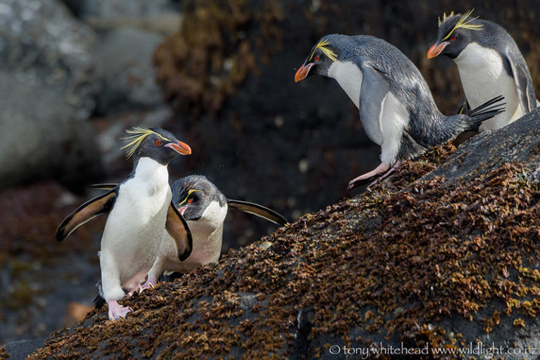 Eastern Rockhopper Penguins WildLight Photography