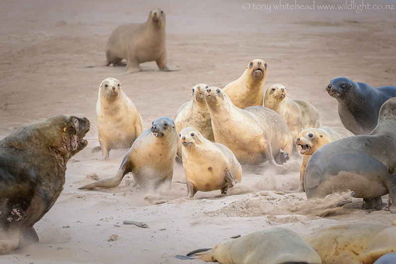 More Enderby Island Sea Lions