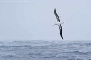 Auckland Island to Campbell Island