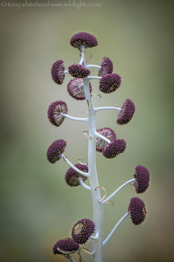 Detail of the Pleurophyllum hookeri inflorescence.