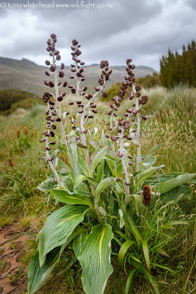 Silver-leaf Daisy (Pleurophyllum hookeri)