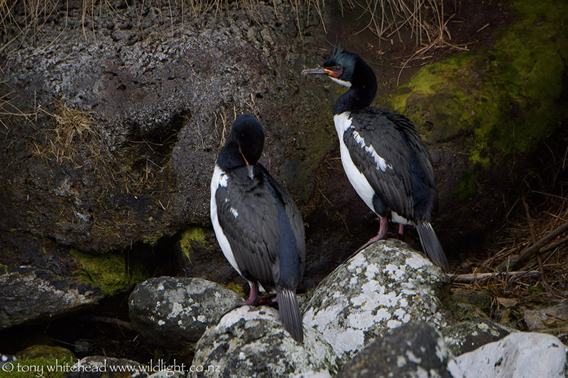 Perseverance Harbour Wildlife