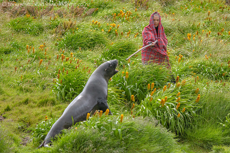 Campbell Island – Lady of the Heather