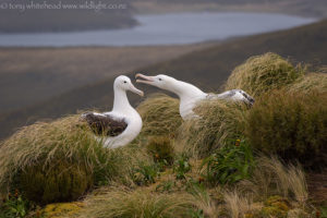 Southern Royal Albatross again