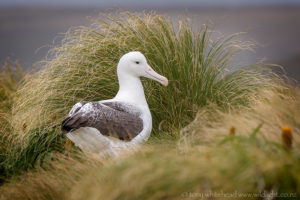 Southern Royal Albatross