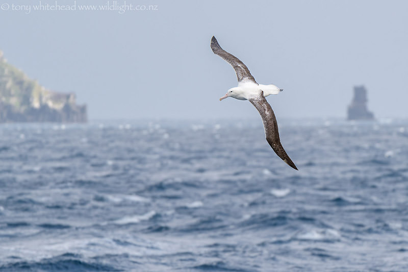 Campbell Island Pelagic Birds