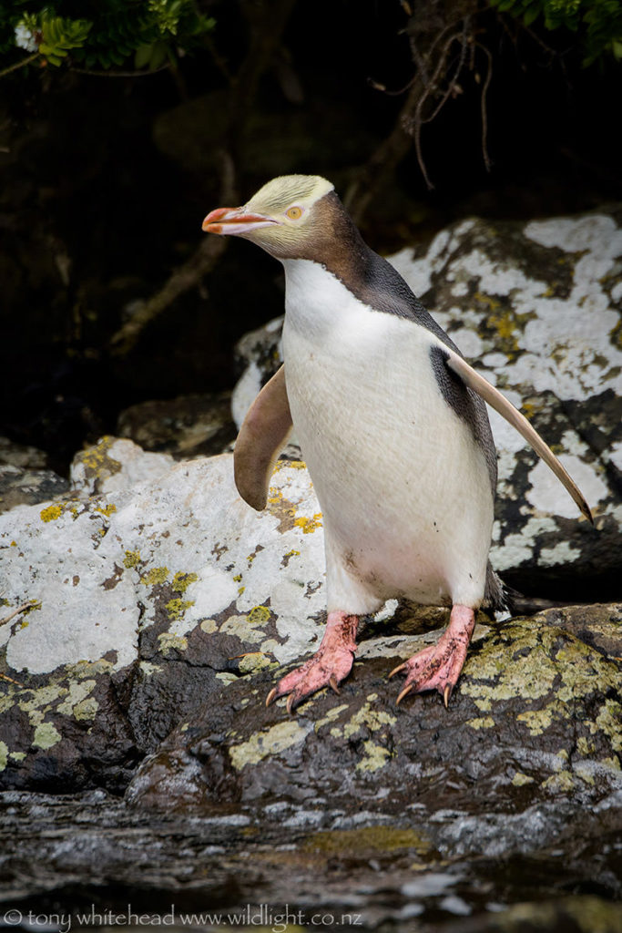 Yellow-eyed Penguin