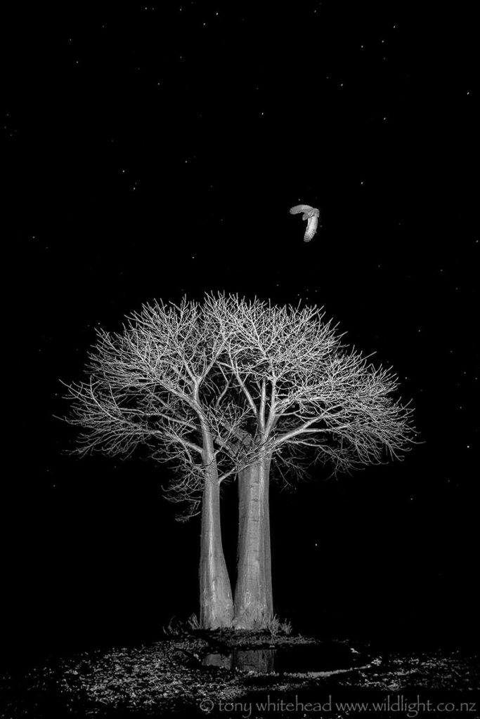 Baobab and Barn Owl. Nikon D200 with 12-24mm f4 lens. 2006