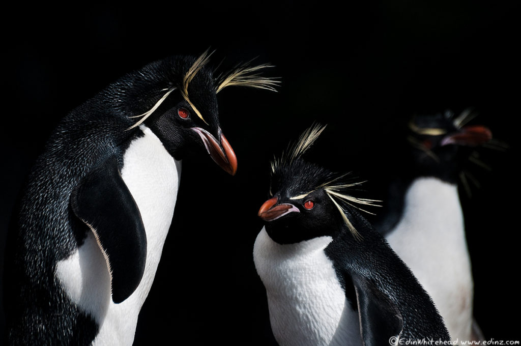 Edin's finalist image of Eastern Rockhopper Penguins