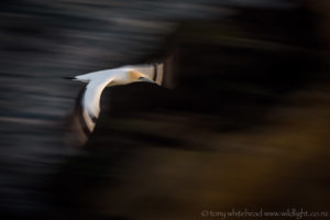 Another view of Muriwai Gannets