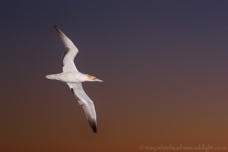 Favourite Places – Muriwai Gannet Colony