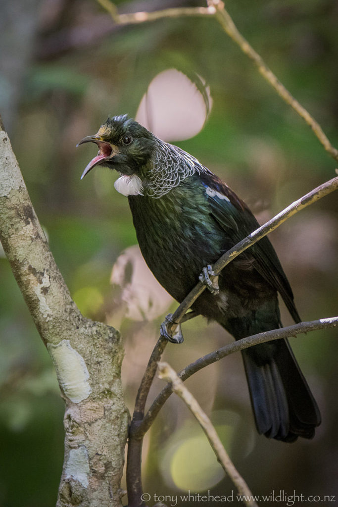 Tui (Prosthemadera novaeseelandiae) singing near a nectar feeder on the Kawerau track.