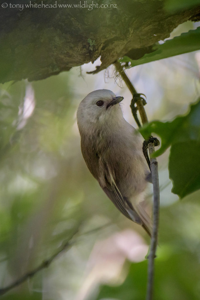 Whitehead (Mohoua albicilla) hunting for invertebrates. We have a soft spot for our namesake birds.