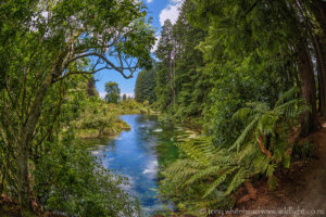 Favourite Places – Hamurana Springs