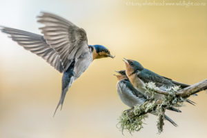 Welcome Swallows