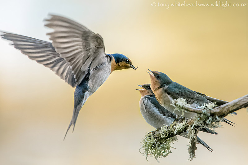 Welcome Swallows