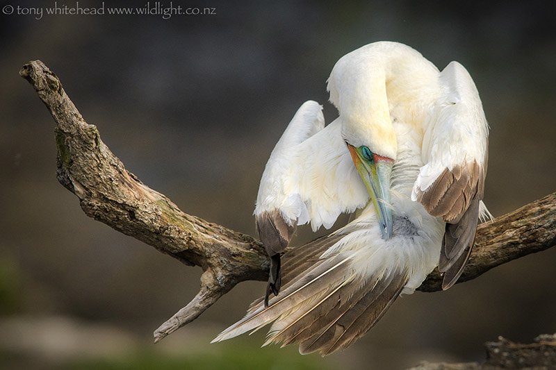 Muriwai Booby revisted