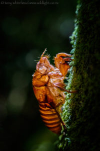 Cicadas