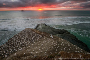 More from Muriwai