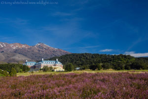 North Island Road Trip